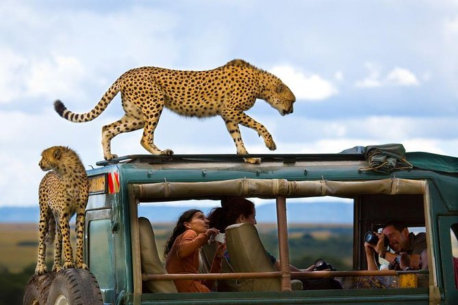 Wildebeest and zebras on the Maasai Mara plains during safari