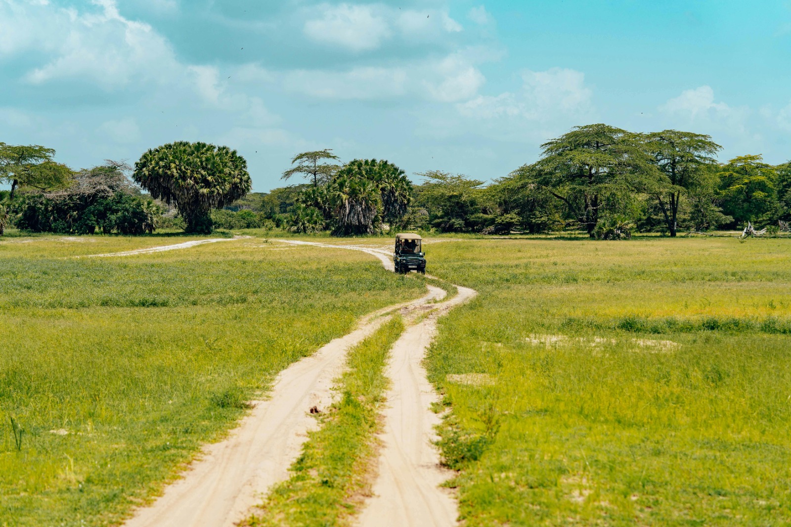 Elephants grazing on the Kenyan savanna near acacia trees
